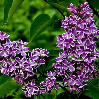 Sensation Syringa vulgaris Lilak pospolity 2