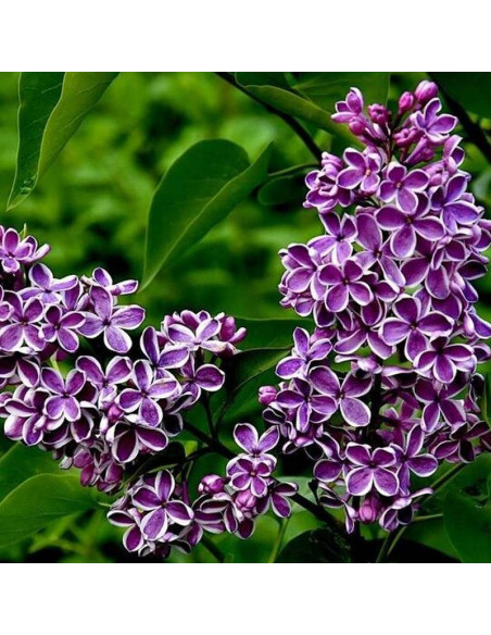 Lilak pospolity Sensation Syringa vulgaris