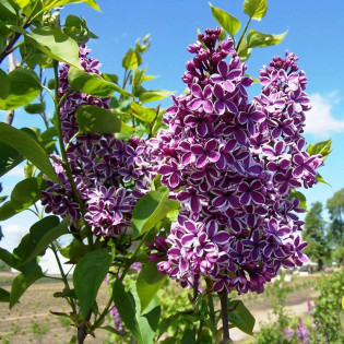 Sensation Syringa vulgaris Lilak pospolity