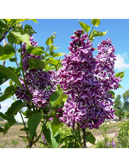 Sensation Syringa vulgaris Lilak pospolity