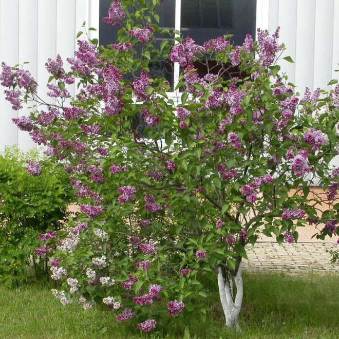 Syringa vulgaris Lilak pospolity Sensation