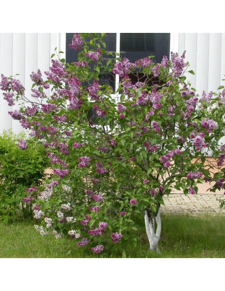 Syringa vulgaris Lilak pospolity Sensation