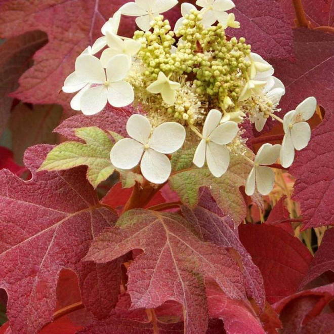 Hortensja dębolistna Burgundy Hydrangea quercifolia