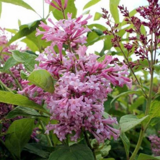 Lilak prestony Elinor Syringa