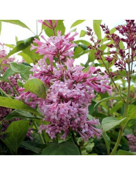 Lilak prestony Elinor Syringa