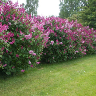 Lilak prestony Elinor Syringa 2