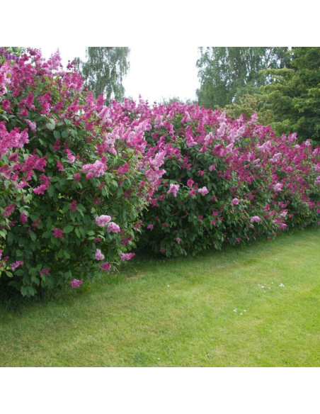 Elinor Syringa Lilak prestony