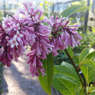 Reflexa Syringa Lilak zwisłokwiatowy