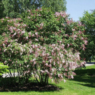 Reflexa Syringa Lilak zwisłokwiatowy 2