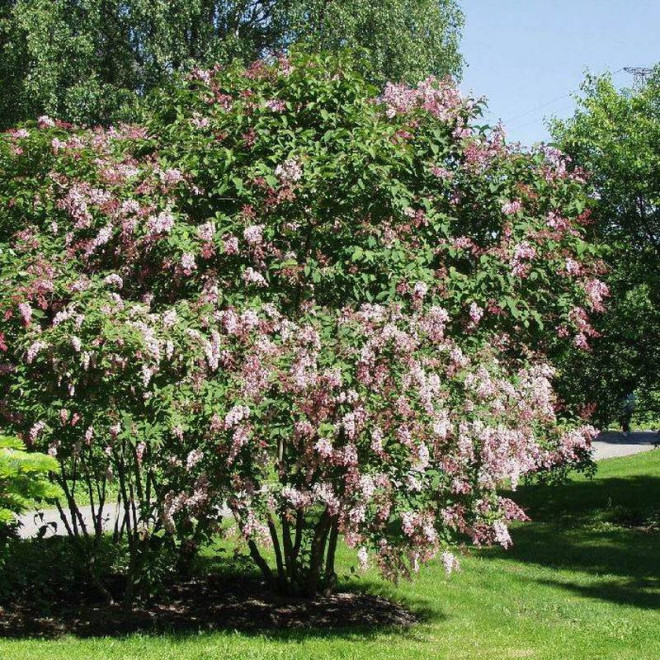 Lilak zwisłokwiatowy Reflexa Syringa