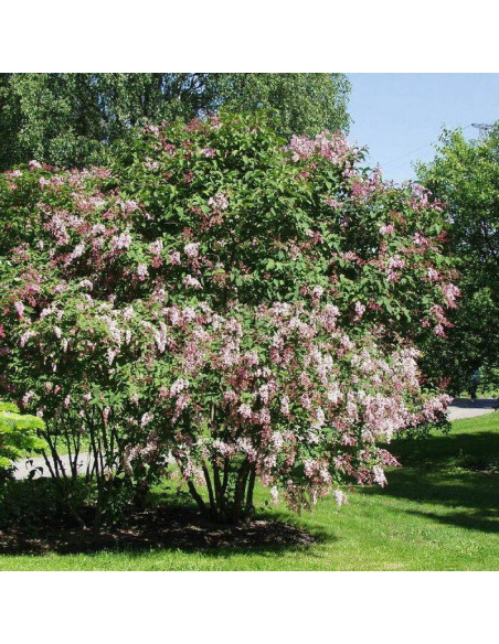 Lilak zwisłokwiatowy Reflexa Syringa