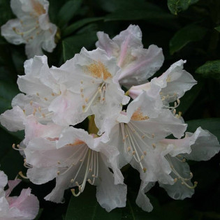 Cunningham's White Rhododendron Różanecznik