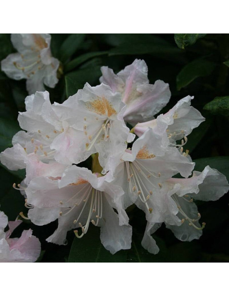 Cunningham's White Rhododendron Różanecznik