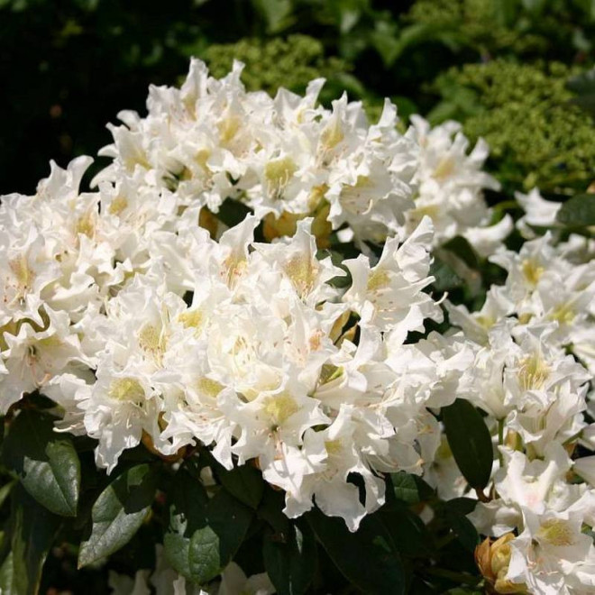 Różanecznik Cunningham's White Rhododendron