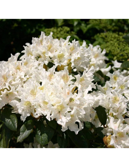 Różanecznik Cunningham's White Rhododendron