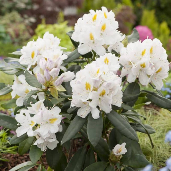 Różanecznik Rhododendron Cunningham's White