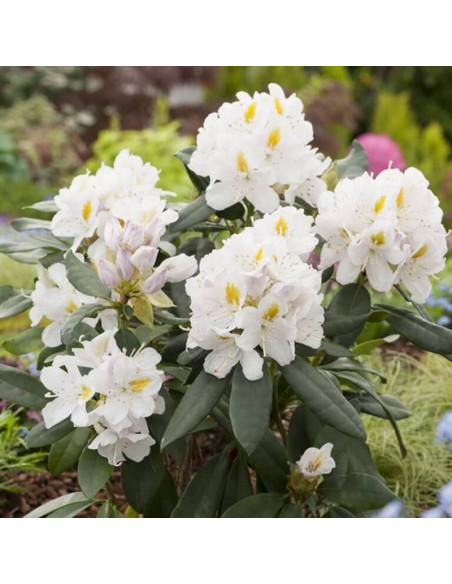 Różanecznik Rhododendron Cunningham's White