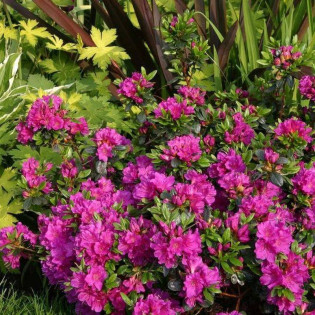 Geisha Purple Rododendron Różanecznik