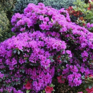 Geisha Purple Rododendron Różanecznik 2