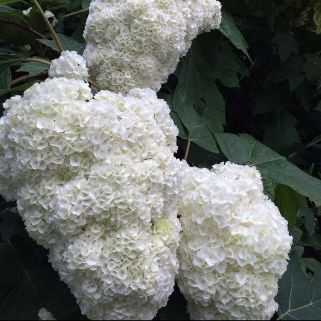 Hortensja dębolistna Harmony Hydrangea quercifolia