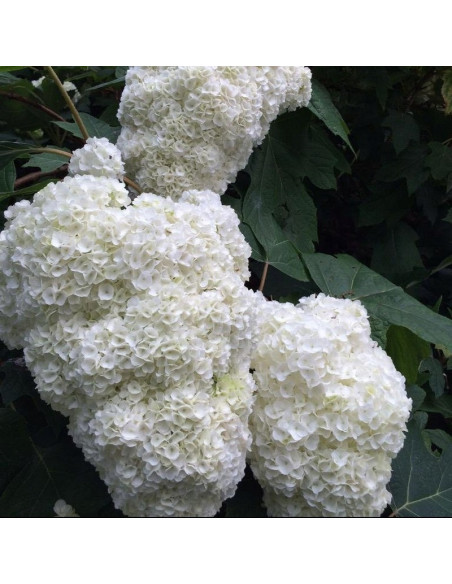 Hortensja dębolistna Harmony Hydrangea quercifolia