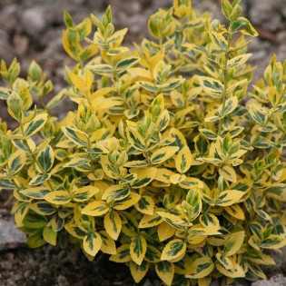 Trzmielina Fortune'a Emerald 'n Gold Euonymus fortunei