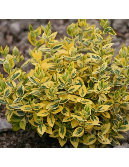 Trzmielina Fortune'a Emerald 'n Gold Euonymus fortunei