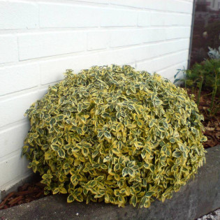 Trzmielina Fortune'a Emerald 'n Gold Euonymus fortunei 2