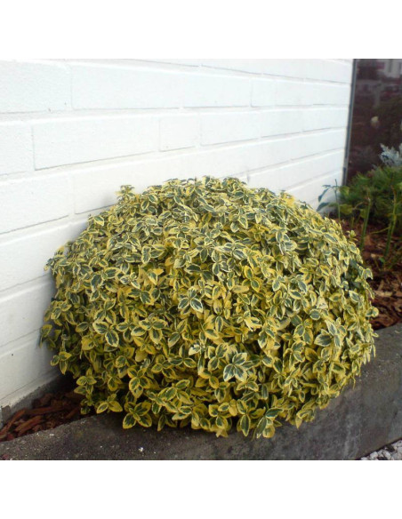 Fortune'a Emerald 'n Gold Euonymus fortunei Trzmielina