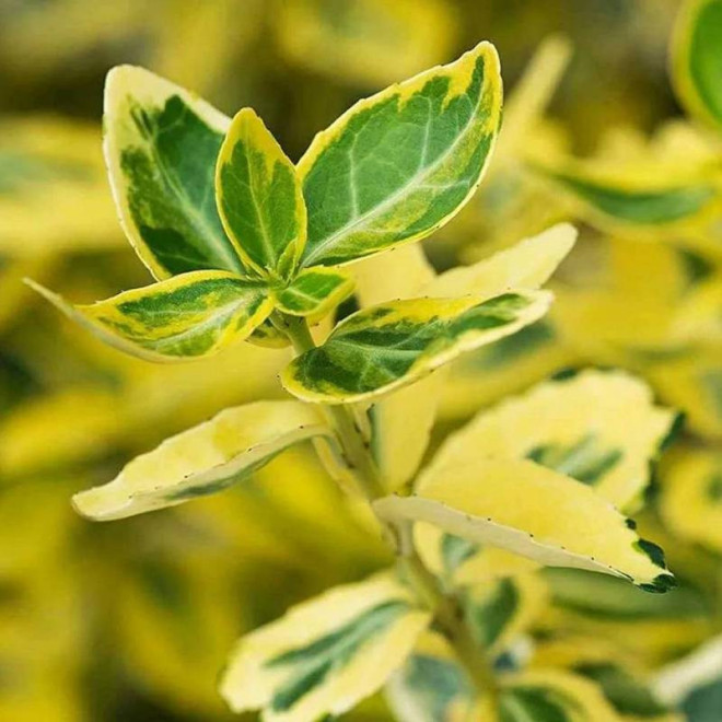 Trzmielina  Euonymus fortunei Fortune'a Emerald 'n Gold