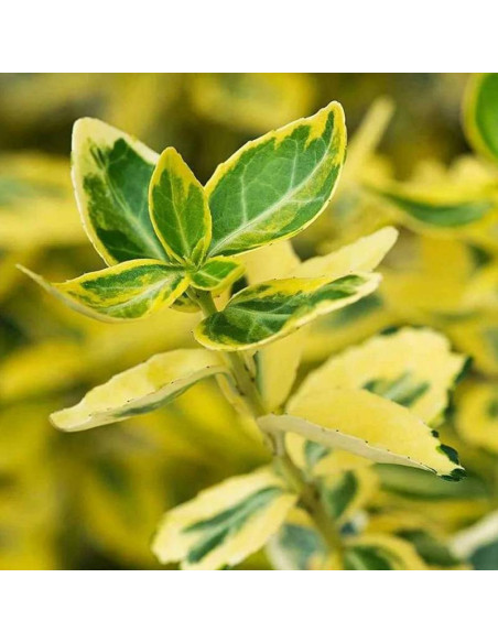 Trzmielina  Euonymus fortunei Fortune'a Emerald 'n Gold