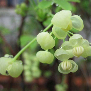 Alba Akebia Quinata Akebia Pięciolistkowa