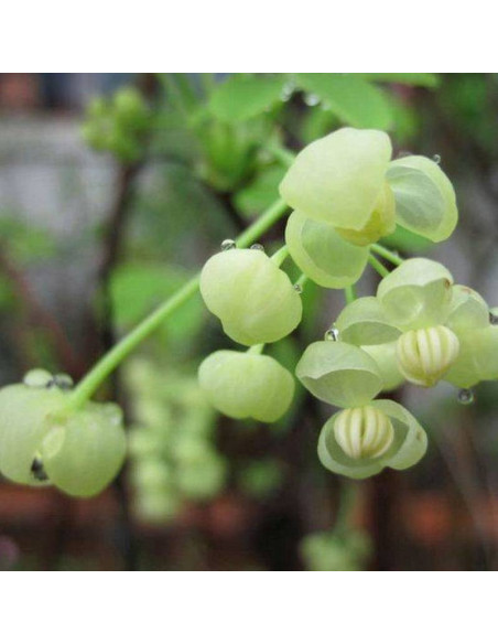 Alba Akebia Quinata Akebia Pięciolistkowa