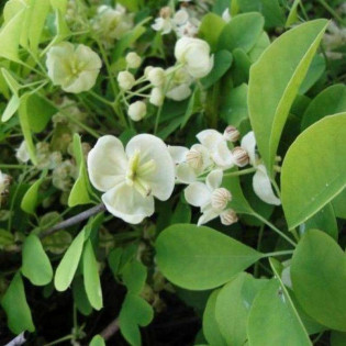 Alba Akebia Quinata Akebia Pięciolistkowa 2