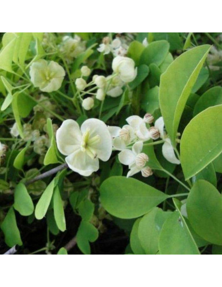 Akebia Pięciolistkowa Alba Akebia Quinata