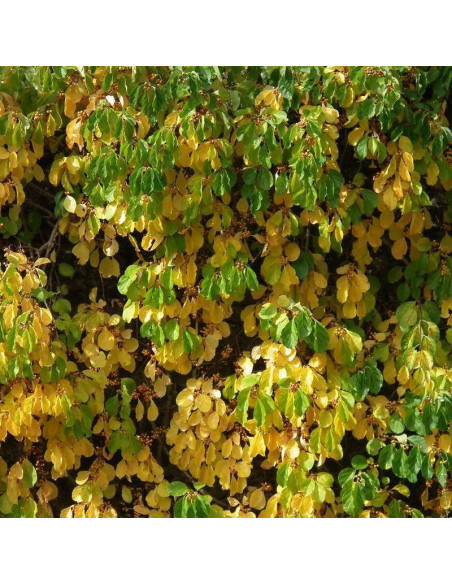 Dławisz Hercules Celastrus orbiculatus