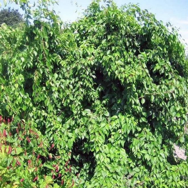 Hercules Celastrus orbiculatus Dławisz