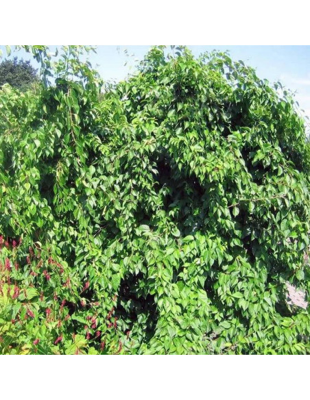 Hercules Celastrus orbiculatus Dławisz