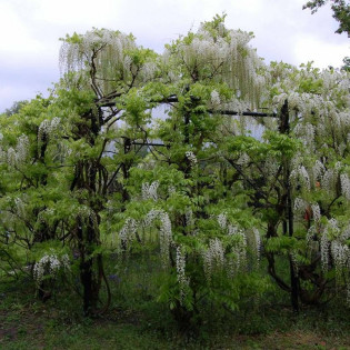 Alba Wisteria sinensis Glicynia chińska