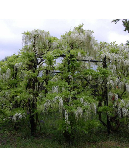 Alba Wisteria sinensis Glicynia chińska