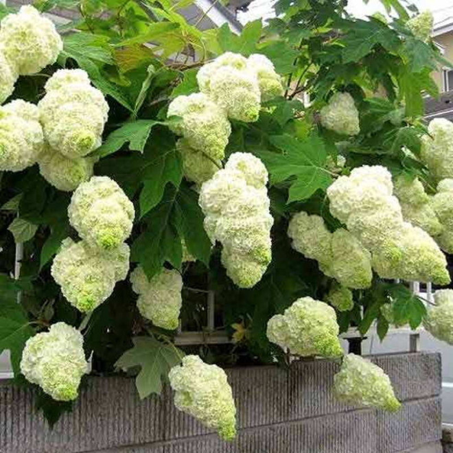 Harmony Hortensja dębolistna Hydrangea quercifolia