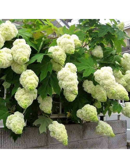 Harmony Hortensja dębolistna Hydrangea quercifolia