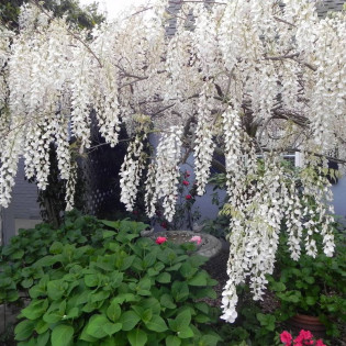 Alba Wisteria sinensis Glicynia chińska 2