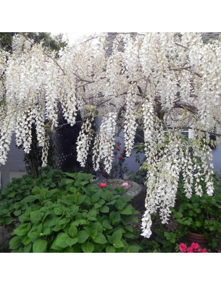 Glicynia chińska Alba Wisteria sinensis