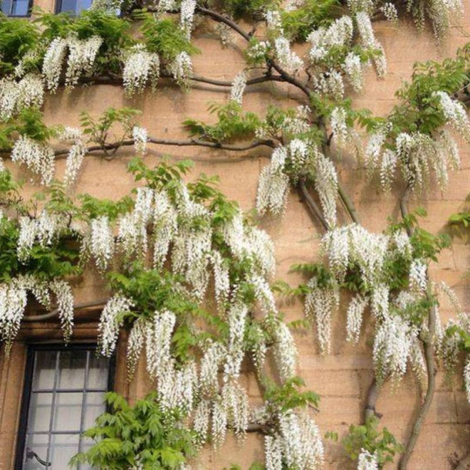 Glicynia chińska  Wisteria sinensis Alba