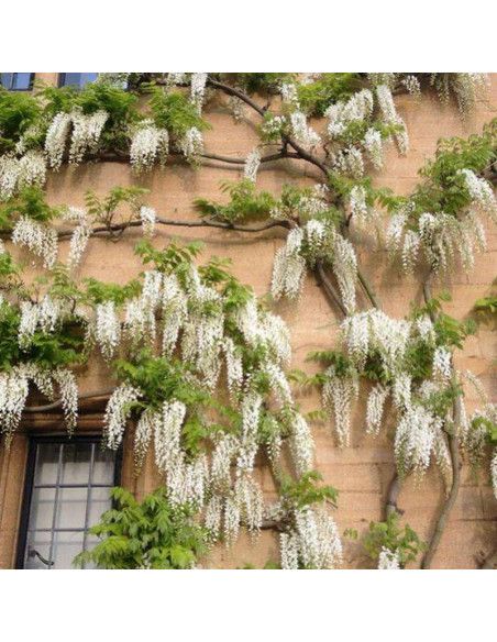 Glicynia chińska  Wisteria sinensis Alba