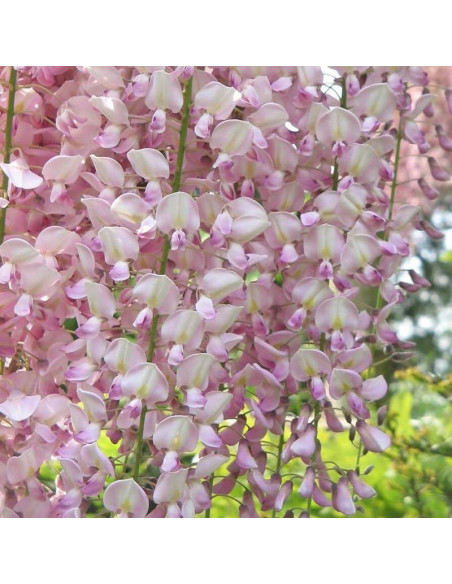 Glicynia kwiecista Honbeni Wisteria floribunda