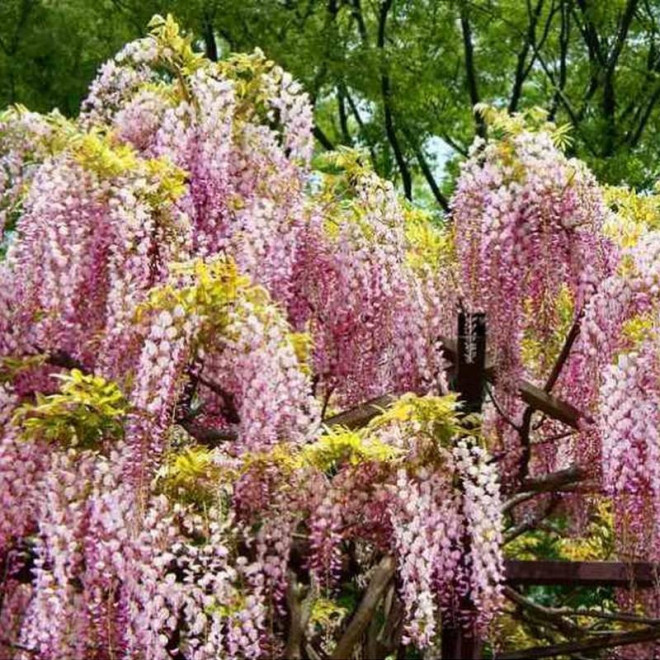 Honbeni Wisteria floribunda Glicynia kwiecista
