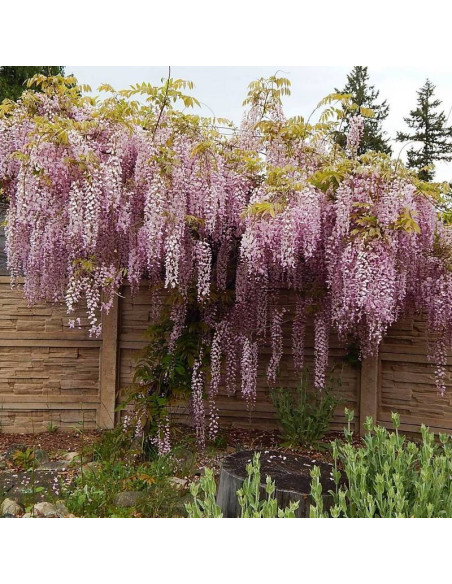 Glicynia kwiecista Wisteria floribunda Honbeni