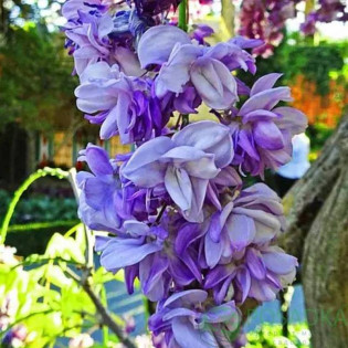 Glicynia kwiecista Violacea Plena Wisteria floribunda 2
